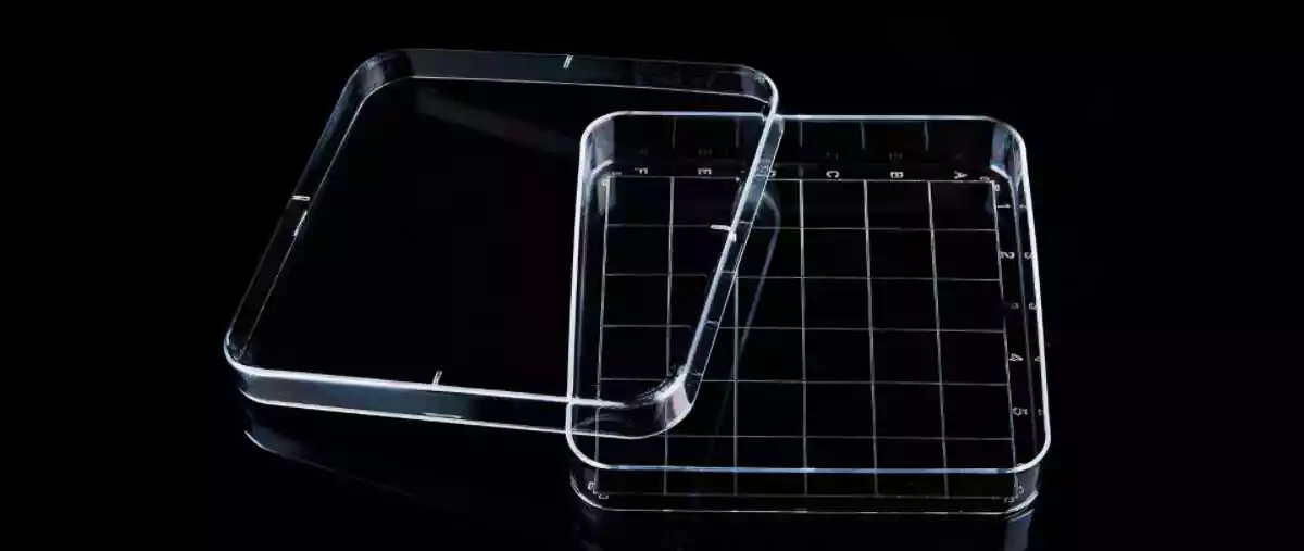 Square Petri Dish with scale